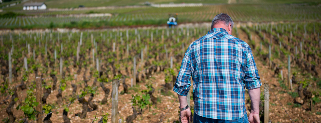 Voillot looks on in frustration at Fremiets Vineyard in Volnay