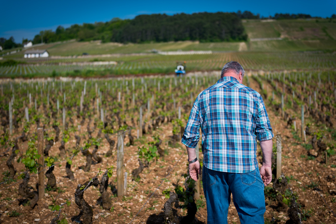 Voillot looks on in frustration at Fremiets Vineyard in Volnay